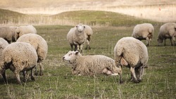 Овцеводы Ставрополья планируют увеличить объёмы настрига шерсти и производства баранины 