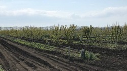 За два года на Ставрополье заложили около 15 га черешневых садов