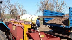 Посадка раннего картофеля началась в Ставропольском крае