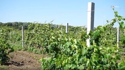 Ставропольские виноградники готовят к зимовке