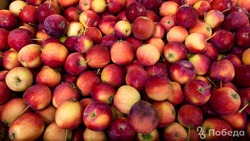 В 2022 году на Ставрополье планируют заложить 600 гектаров яблоневых садов