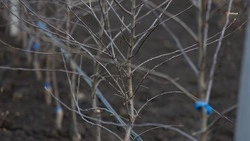 Уходные работы стартовали в садах Новоселицкого округа