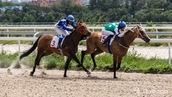 Спортивные скачки в Новоселицком округе отменили из-за погоды