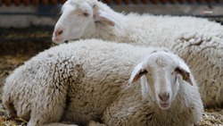 Ставрополье входит в число лидеров по поголовью уникальных пород племенных овец и коз