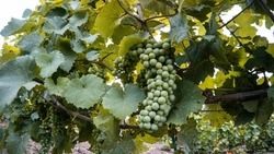 Аграрии Ставрополья на 63 процента выполнили план по уборке винограда