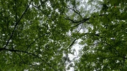 Площади молодого леса нарастят в Новоселицком округе