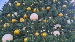 Акция «Ёлка желаний» стартовала в Новоселицком округе Ставрополья