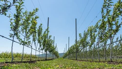 В 2022 году на Ставрополье планируют заложить около 600 гектаров садов