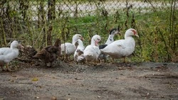 На Ставрополье нарастят объёмы производства птицеводческой продукции