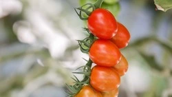 Ставрополье вошло в топ-5 регионов страны по показателям тепличного производства