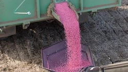 Сев яровых культур стартовал в Новоселицком округе