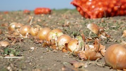 Более 95 тыс. тонн овощей собрали в этом году аграрии Ставрополья