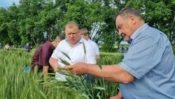 В преддверии жатвы специалисты осмотрели поля в Предгорном округе 