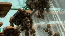 Ставропольские аграрии получили 2,9 миллиона рублей на расширение улиточной фермы 