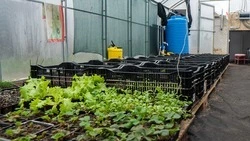 Тюльпаны и клубнику начала выращивать семья из Новоселицкого благодаря соцконтракту 