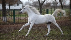 Конные прогулки организуют в Новоселицком округе