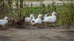 На Ставрополье нарастят объёмы производства птицеводческой продукции