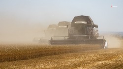 Уборку зерновых в Новоселицком округе завершат в течение трёх недель