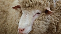 Экспорт продукции животноводства планируют увеличить на Ставрополье