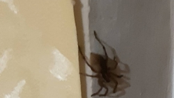 Жительницу Ставрополя «вытеснил» из дома огромный паук