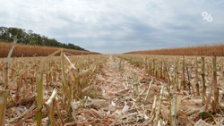 Аграрии Новоселицкого округа приступили к уборке кукурузы