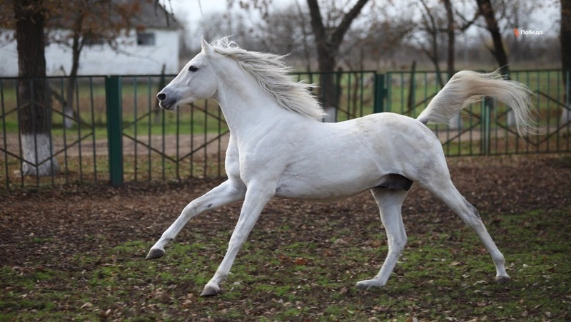 Конные прогулки организуют в Новоселицком округе